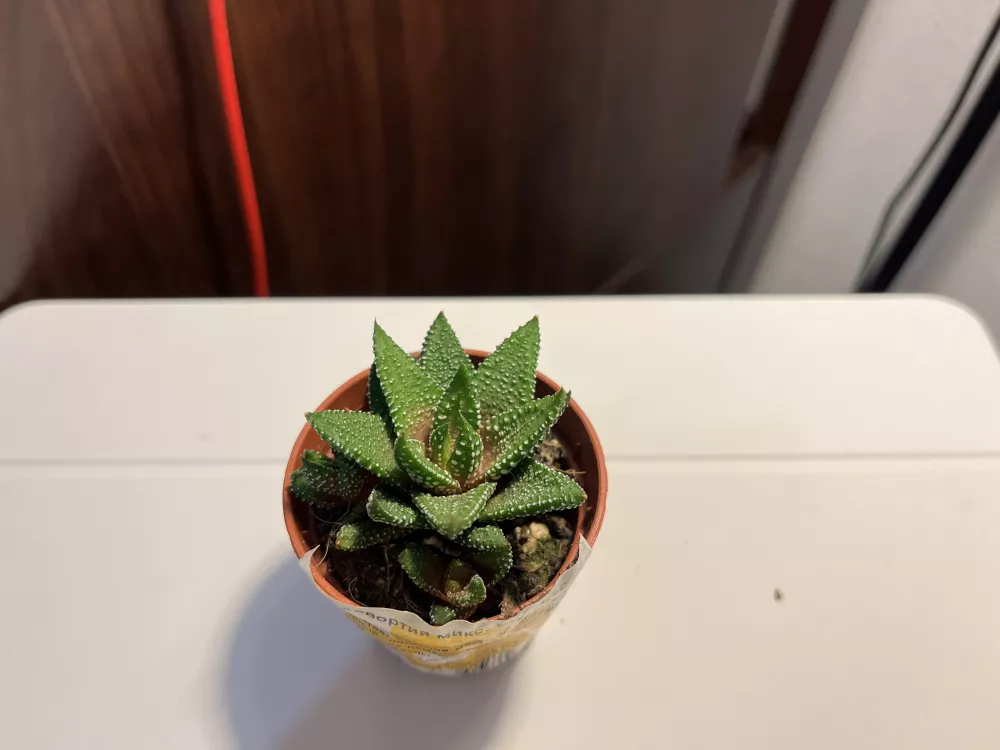 Стандартная «Камера» на аналогичном фокусном расстоянии Стандартная «Камера» на аналогичном фокусном расстоянии