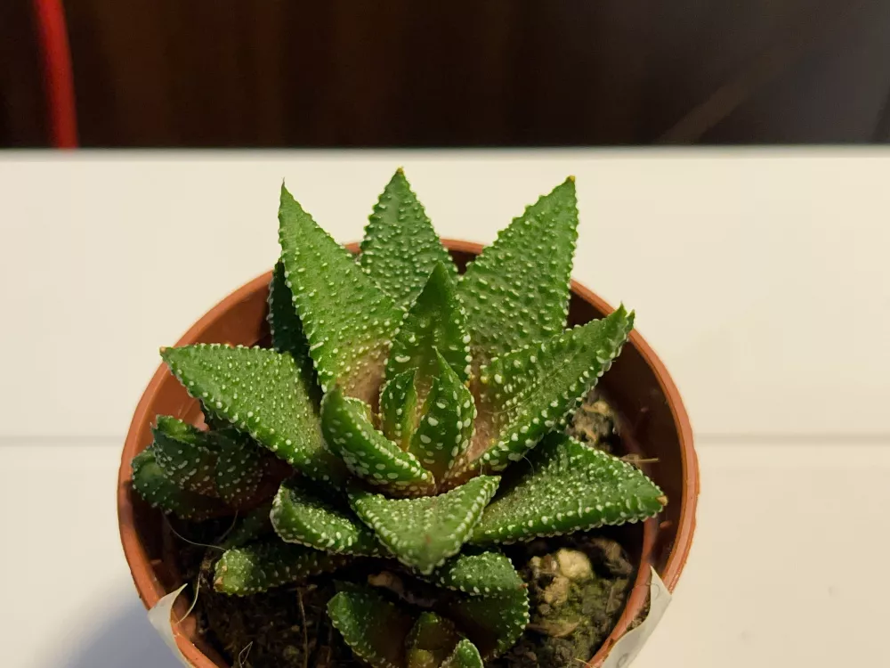 Макро в Halide Макро в Halide