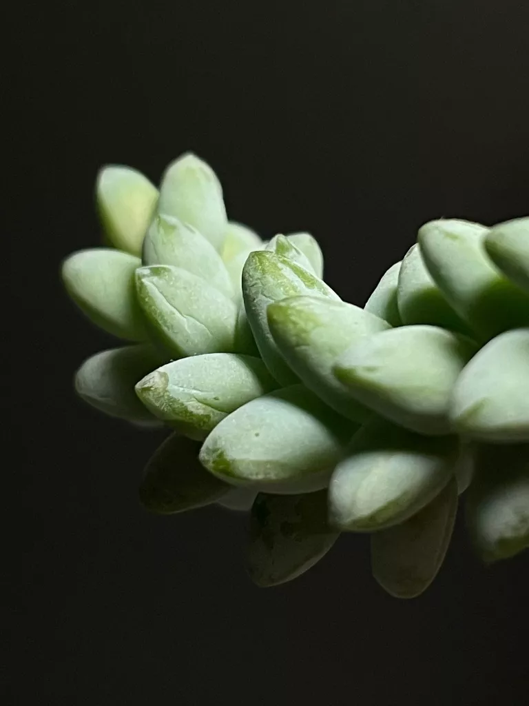 Макро Макро