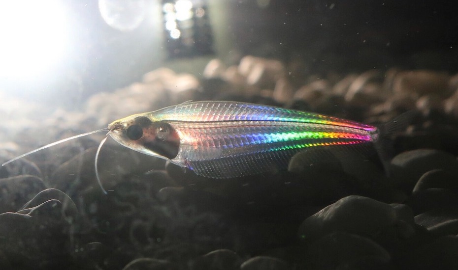 Эта красивейшая прозрачная рыбка сверкает всеми цветами радуги. Вот почему она так умеет